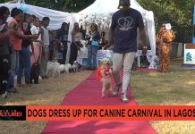Dogs Canine Carnival in Lagos attracts dozens of pet owners Dogs Canine Carnival in Lagos attracts dozens of pet owners
